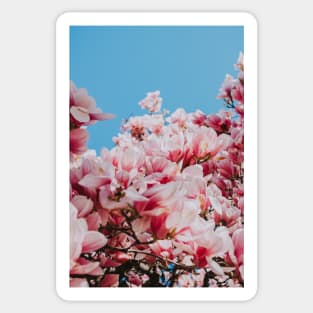 Magnolia Flowers - Pink Flowers - Spring Floral Sticker